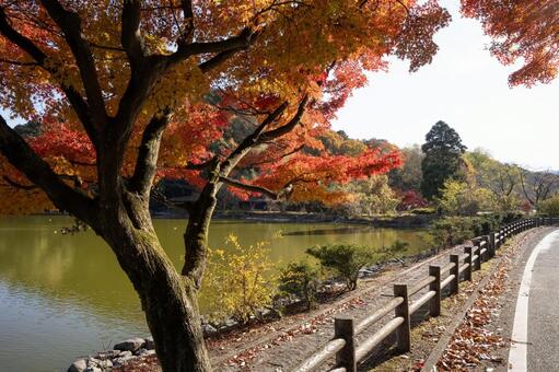 三島池の紅葉 三島池,紅葉,もみじの写真素材