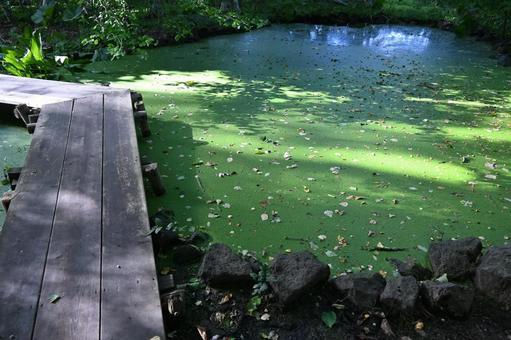 花木園の池 花木園の池の写真