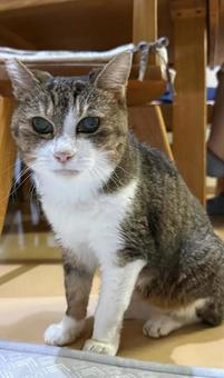 愛猫Ａ ねこ,ペット,動物の写真素材