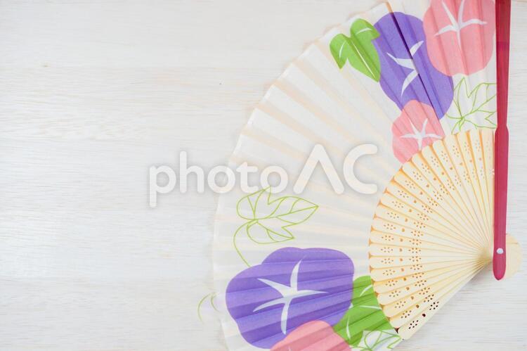 アサガオの絵が描かれた扇子 扇子,うちわ,アサガオの写真素材