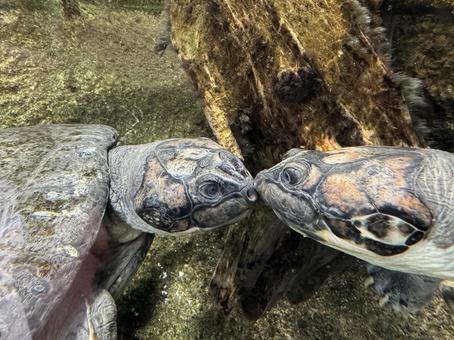見つめ合うカメ カメ,亀,海の生き物の写真素材
