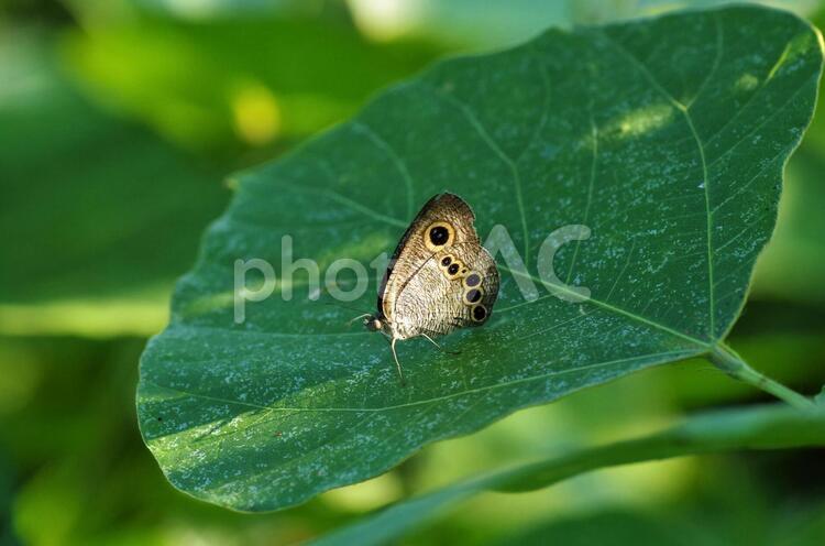 ヒメウラナミジャノメ ヒメウラナミジャノメ,ジャノメチョウ,チョウの写真素材