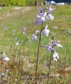 Blue toadflax, matsu bouncer run, light purple, weed, JPG