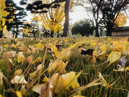 地面目線の芝生に落ちた銀杏と様々な木々 銀杏,落ち葉,芝生の写真素材