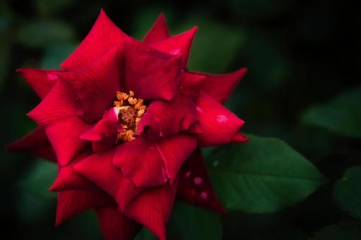 薔薇 薔薇,バラ,ローズの写真素材