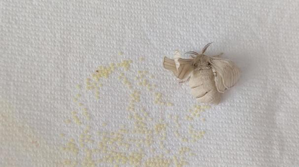 Photo, silkworm, kayak, moth, 