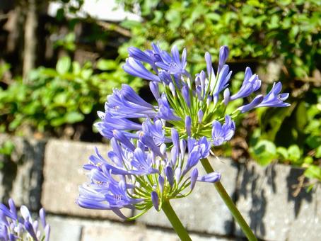 Photo, agapanthus, purple clam, blue, 