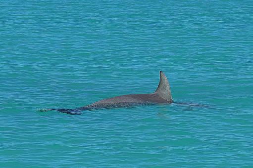 ニューカレドニア ノカンウイ島23イルカ ニューカレドニア ノカンウイ島23イルカの写真