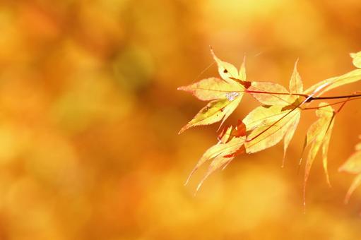 色づく紅葉 色づく紅葉の写真