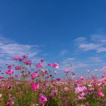 青空に咲くピンクのコスモス畑 青空に咲くピンクのコスモス畑の写真