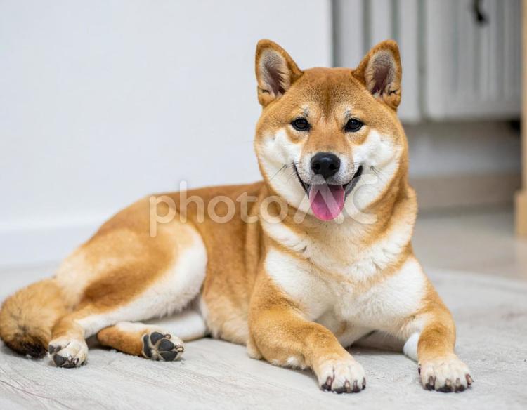 かわいい柴犬の写真 柴犬,日本犬,和犬の写真素材