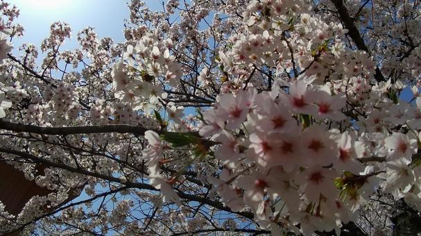 桜 桜の写真