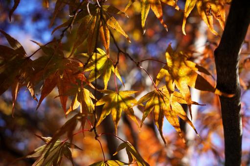 色づく紅葉と木漏れ日 色づく紅葉と木漏れ日 紅葉,秋,11月の写真素材