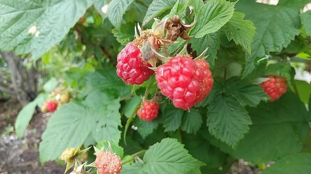 野イチゴ 野イチゴの写真