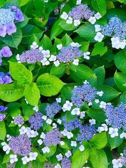 Hydrangea, JPG Hydrangea, JPG