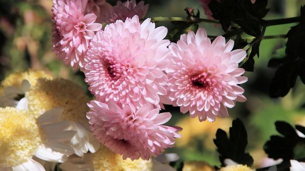 楽寿園の菊まつりにて 菊,秋,花の写真素材