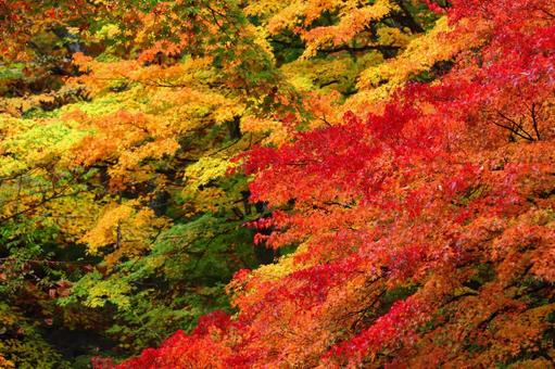 Autumn colors, JPG Autumn colors, autumn leaves, yellow leaves, red, JPG
