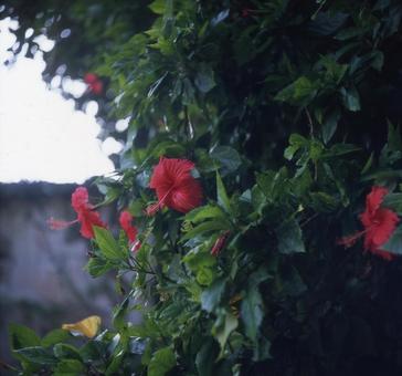 リバーサルフィルムで写したハイビスカスの写真