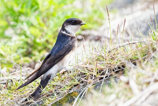 Photo, stag beetle, yan yan, migratory birds, 
