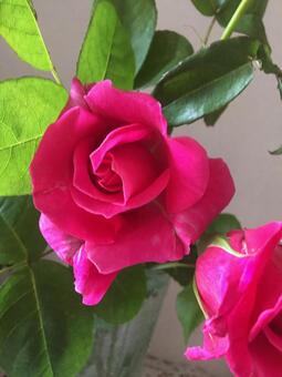 薔薇の花 薔薇の花の写真