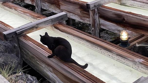 湯畑の猫 湯畑の猫の写真