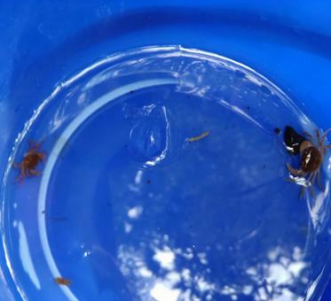 Photo, chuan, summer, creatures, 
