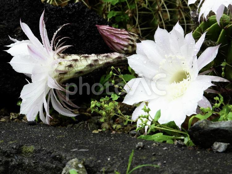 雨に濡れたきれいな花 植物,花,川辺の写真素材