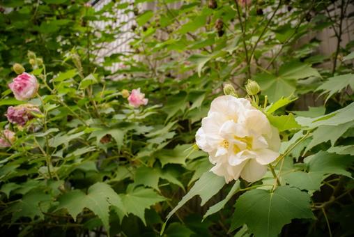酔芙蓉（スイフヨウ）の写真