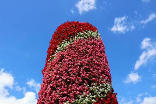7月中旬のさぬきフラワーガーデンの花 7月中旬のさぬきフラワーガーデンの花 花,植物,赤の写真素材