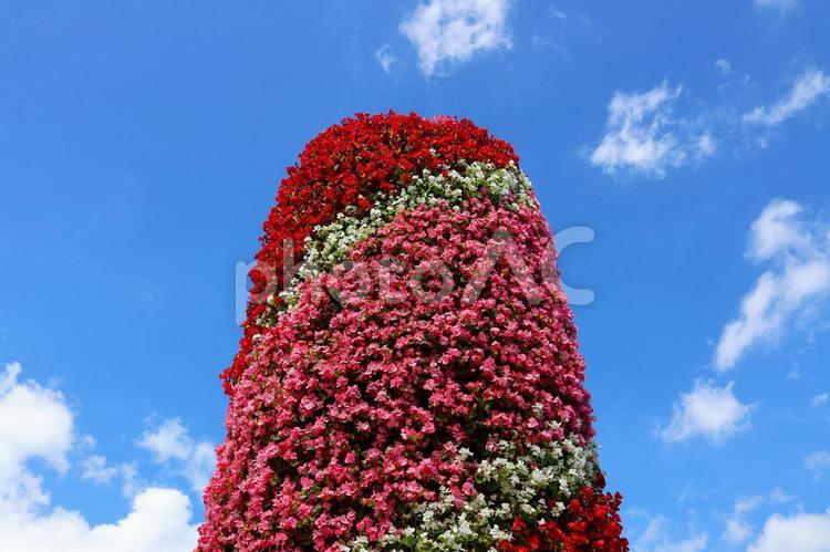 ７月中旬のさぬきフラワーガーデンの花 花,植物,赤の写真素材