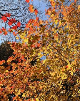 紅葉した木々！（秋） 秋,紅葉,木の写真素材