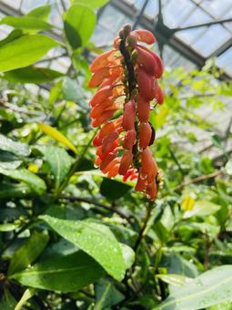 植物　花　オレンジ 植物,花,植物園の写真素材