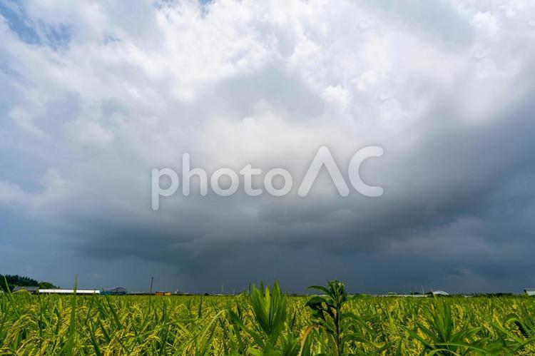 夏の田んぼと夏雲 夏,雲,空の写真素材
