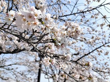 桜 花見4 桜 花見4の写真
