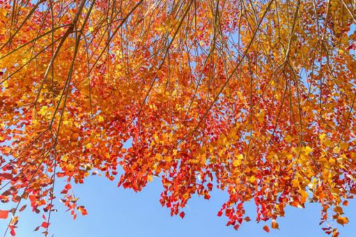 橙色や黄色に紅葉した美しいナンキンハゼ 紅葉,オレンジ,黄色の写真素材