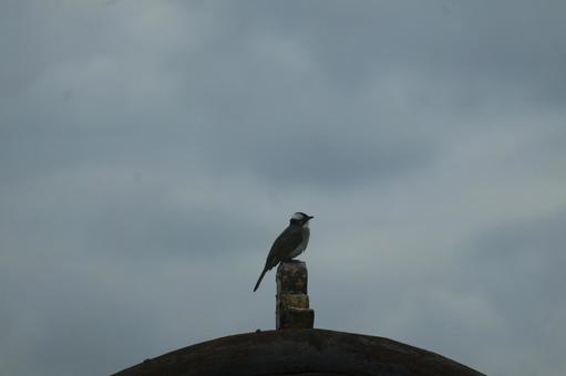 塔の天辺にキバラオオタイランチョウ 塔の天辺にキバラオオタイランチョウの写真