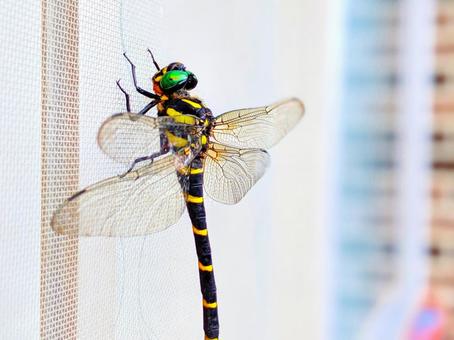 Dragonfly, dragonfly, animal, insect, JPG