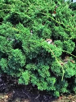 線の様な葉っぱ 葉っぱ,植物,自然の写真素材