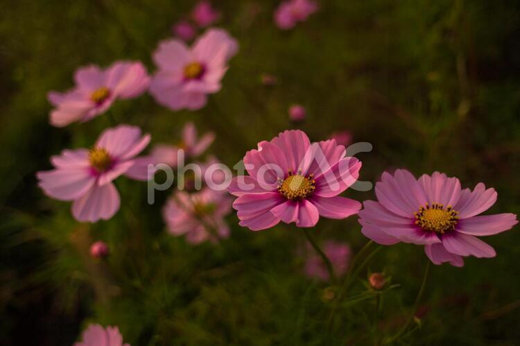 夕暮れのコスモス 秋桜,コスモス,花の写真素材