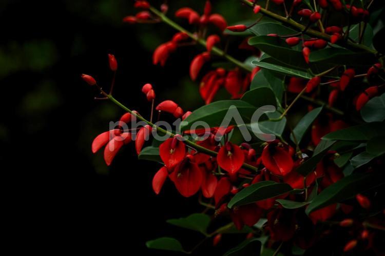 ＜素材＞初夏に咲いたアメリカデイゴの花 アメリカデイゴ,デイゴ,季節の花の写真素材