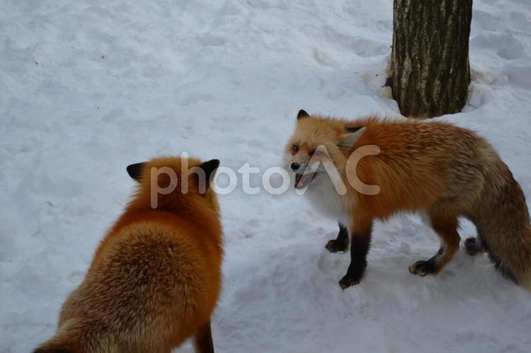 会話するキツネたち キツネ,狐,きつねの写真素材