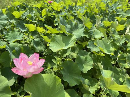 蓮の花と緑 蓮の花と緑 蓮の葉,蓮,緑の写真素材