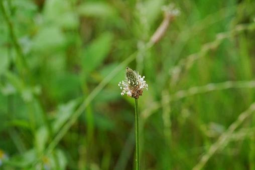 Photo, plantain, heraooba, psyllium, 