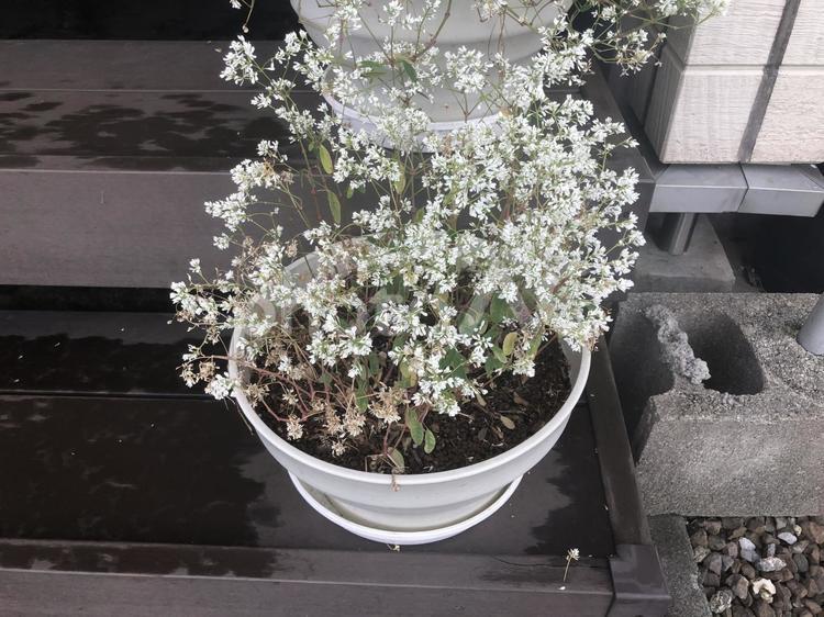 白い小さい花の植木 花,白,植木鉢の写真素材
