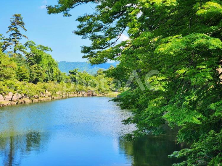 彦根城のお堀 お堀,彦根城,緑の写真素材