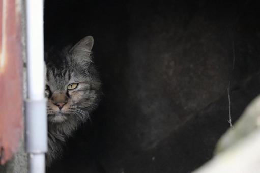 納屋から半分顔を出してこちらを見る長毛種 猫,長毛種,見る猫の写真素材