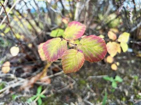 ヒュウガミズキのアップ ヒュウガミズキ,アップ,庭木の写真素材