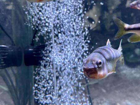 迫りくる魚 迫りくる魚 魚,水族館,魚の正面の写真素材