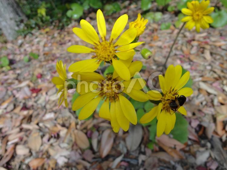 陰に咲くやさしい光｜つわぶきの黄色い花 ツワブキ,冬,黄色の写真素材