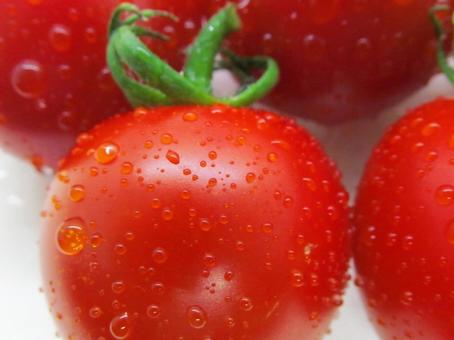 ミニトマトの実 ミニトマトの実の写真